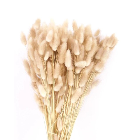 LAGURUS TOPINI NATURAL 100GR 6